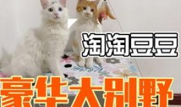 新手训猫小爆料视频在线观看,揭秘视频中的实用技巧与温馨瞬间